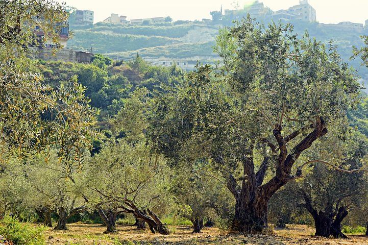 Cultivo de olivo