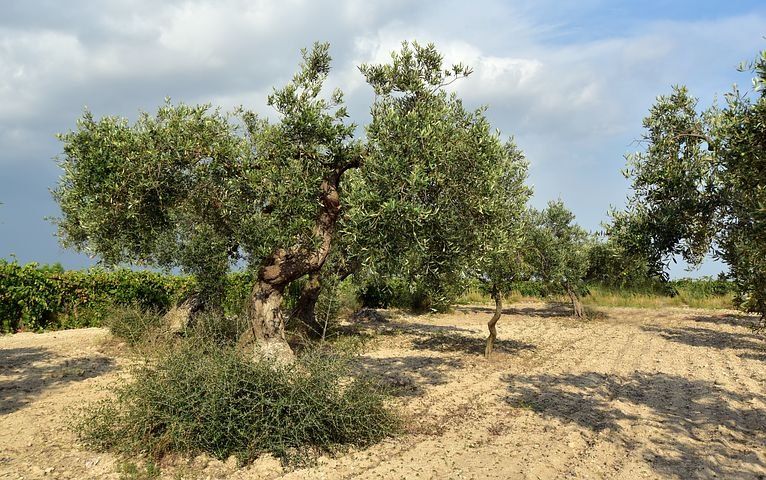 Poda-del-olivo